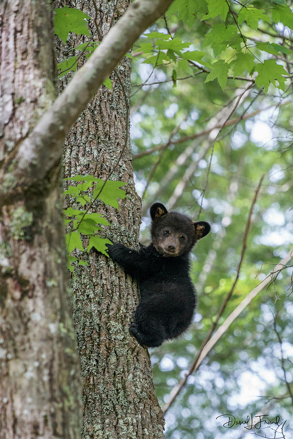 Black bear cub climbing down tree #1 Photograph by Dan Friend