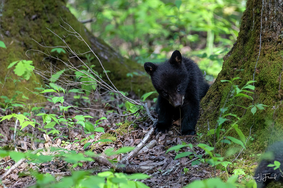 Black bear cub eating leaves off a small plant looking cute #1 Photograph by Dan Friend