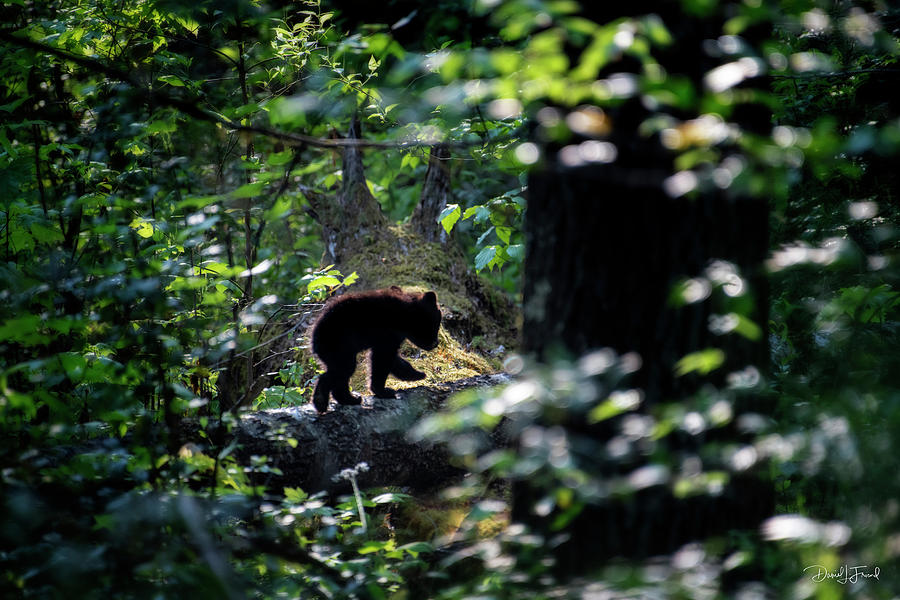 Black bear cub heading back into the deep forest  #1 Photograph by Dan Friend