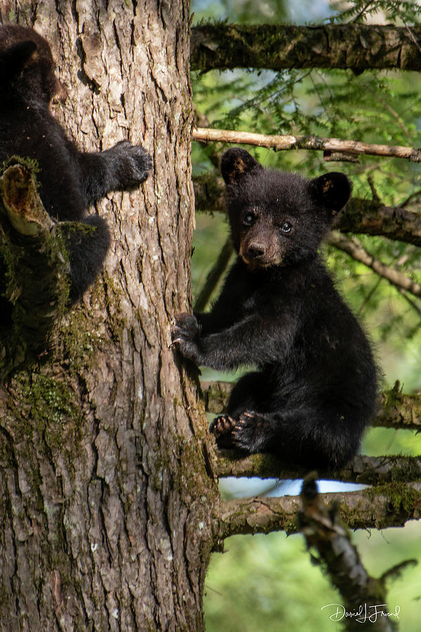 Black bear cub up a tree sitting on a limb #1 Photograph by Dan Friend