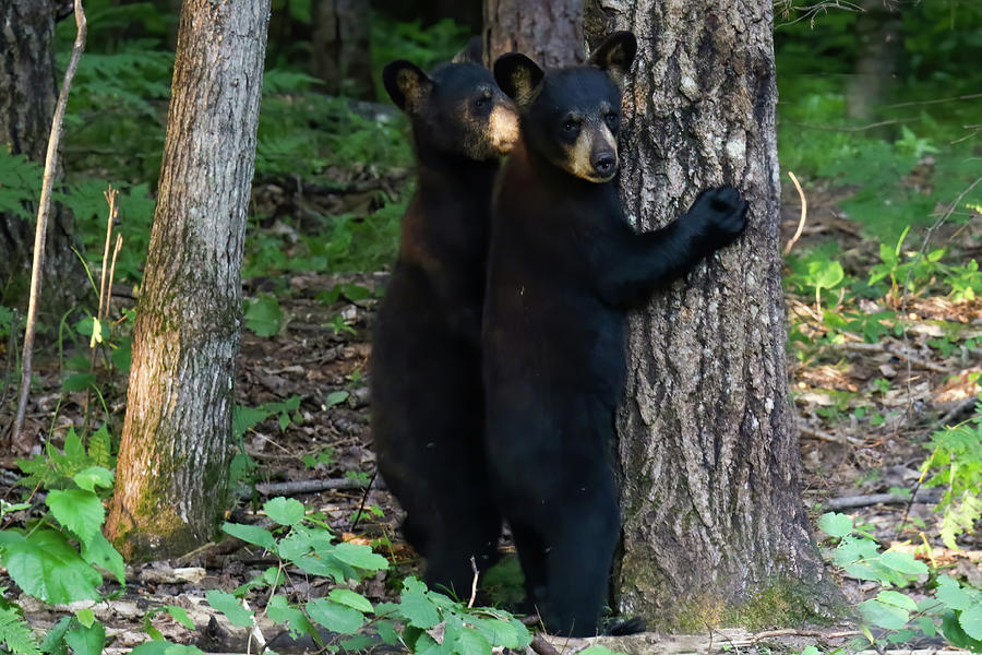 Black Bear Cubs #1 Photograph by Brook Burling