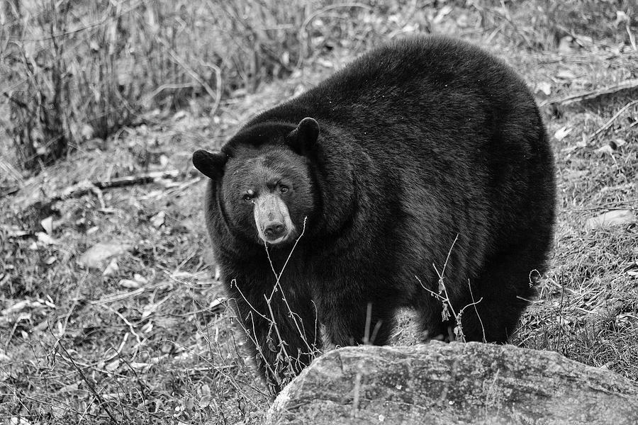 Black Bear #1 Photograph by Eunice Gibb