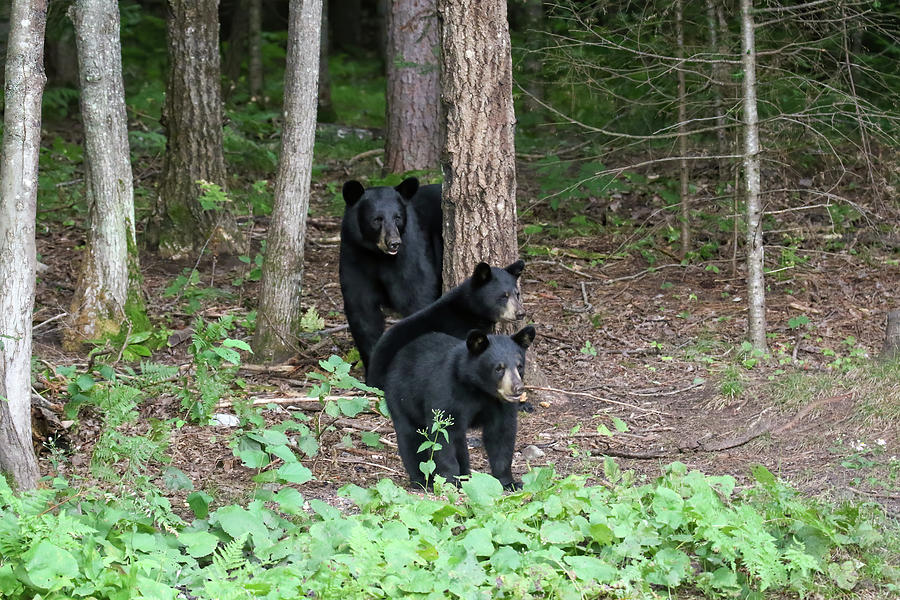 Black Bear Family #1 Photograph by Brook Burling