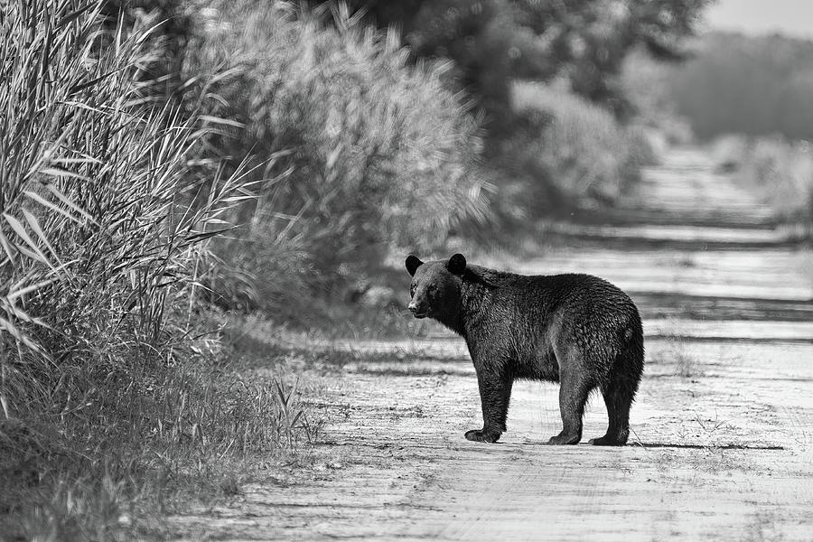 Black Bear in Black and White #1 Photograph by Fon Denton
