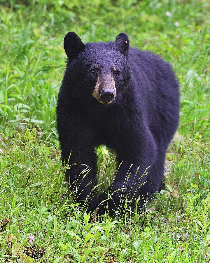 Black Bear #1 Photograph by Ken Stampfer