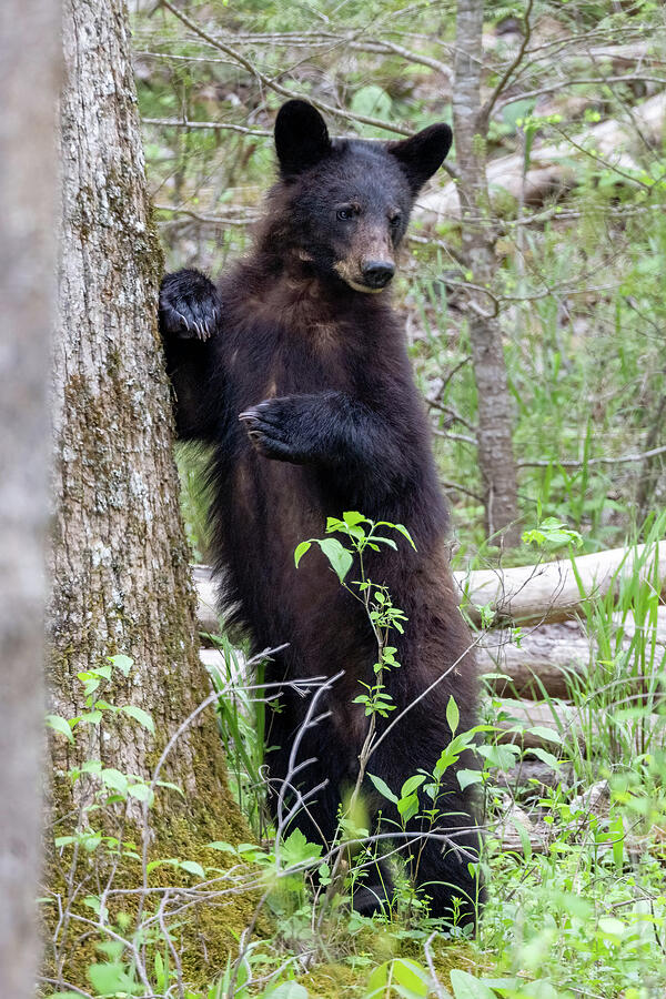 Black Bear Leaning on Tree in Cades Cove - Great Smoky Mountains #1 Photograph by Peter Ciro