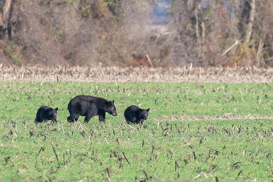 Black Bear Mom and Cubs #2 Photograph by Fon Denton