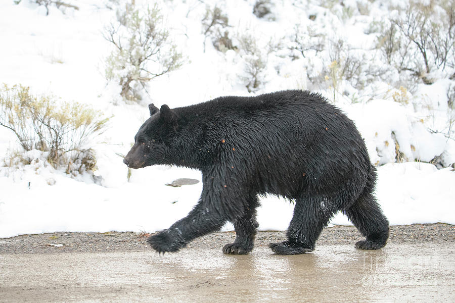 Black Bear #1 Photograph by Patrick Nowotny