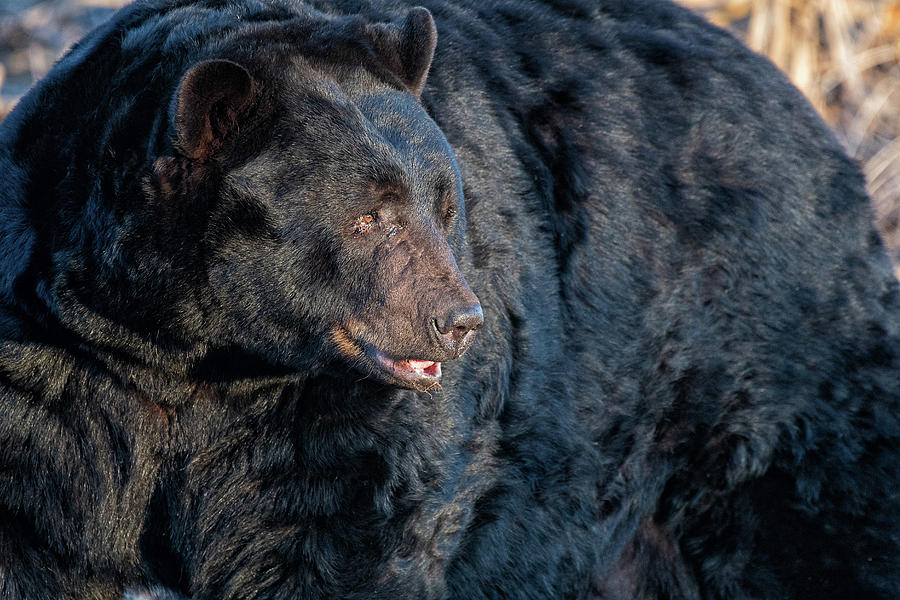 Black Bear Portrait Photograph