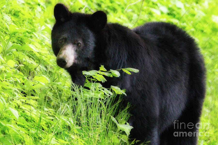 Black Bear, Smoky Mountains Photograph by Theresa D Williams