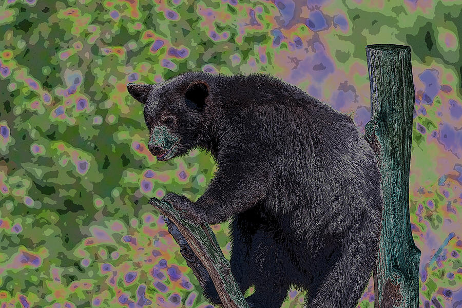 Black Bear Tree Photograph