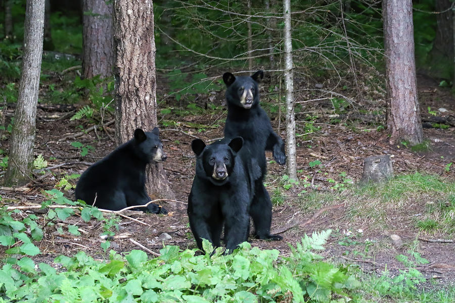Black Bears #1 Photograph by Brook Burling