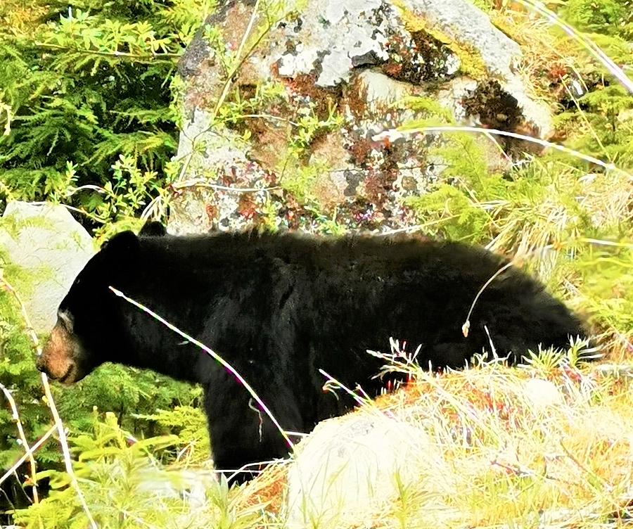 Black Bears of Canada #2 Photograph by James Cousineau