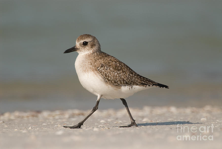 Black-bellied Plover #1 Photograph by Steve Gettle
