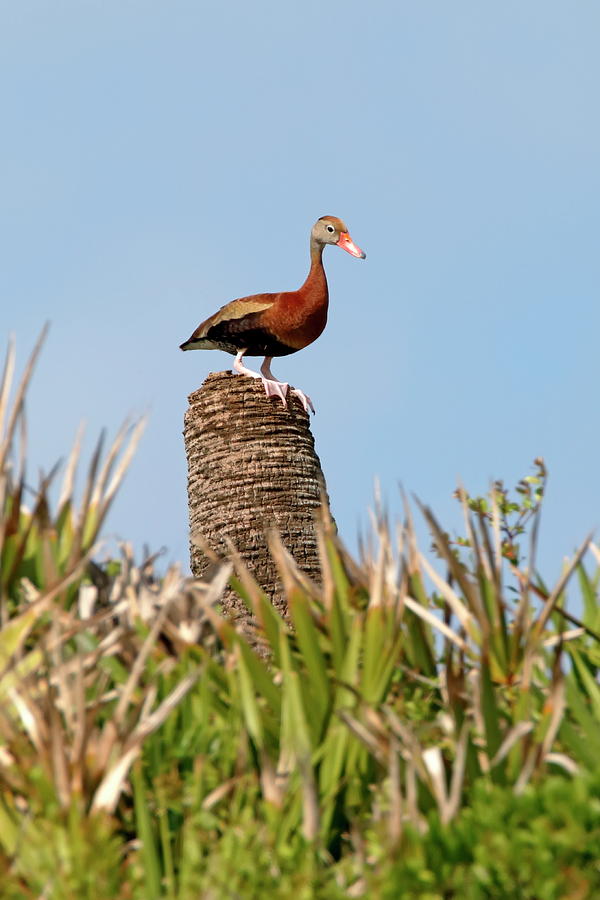 Black-bellied Whistling Duck #1 Photograph by Daniel Caracappa - Fine ...