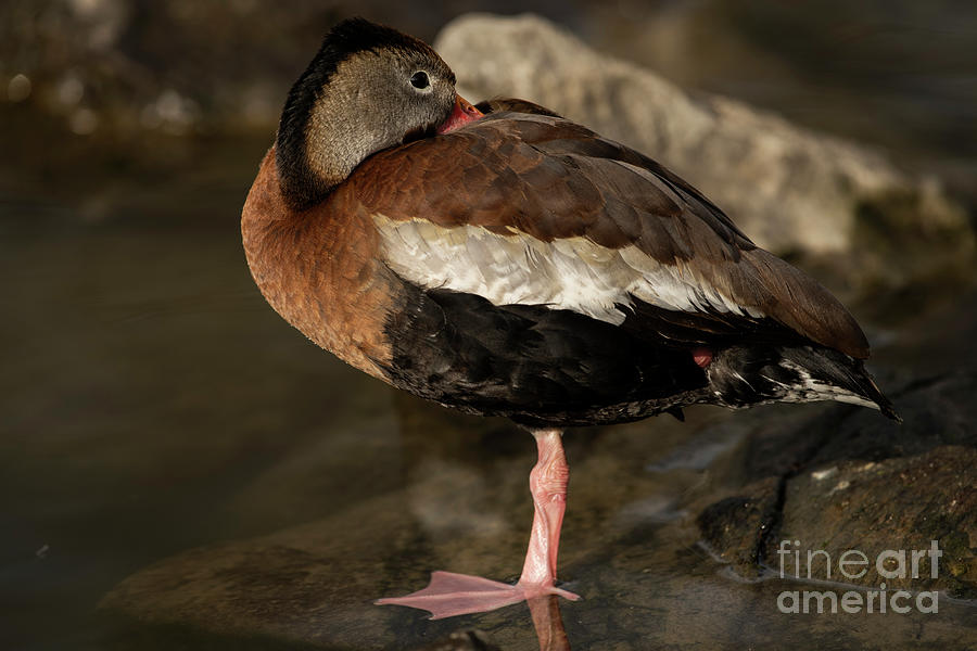 Black-bellied Whistling-Duck #1 Photograph by JT Lewis