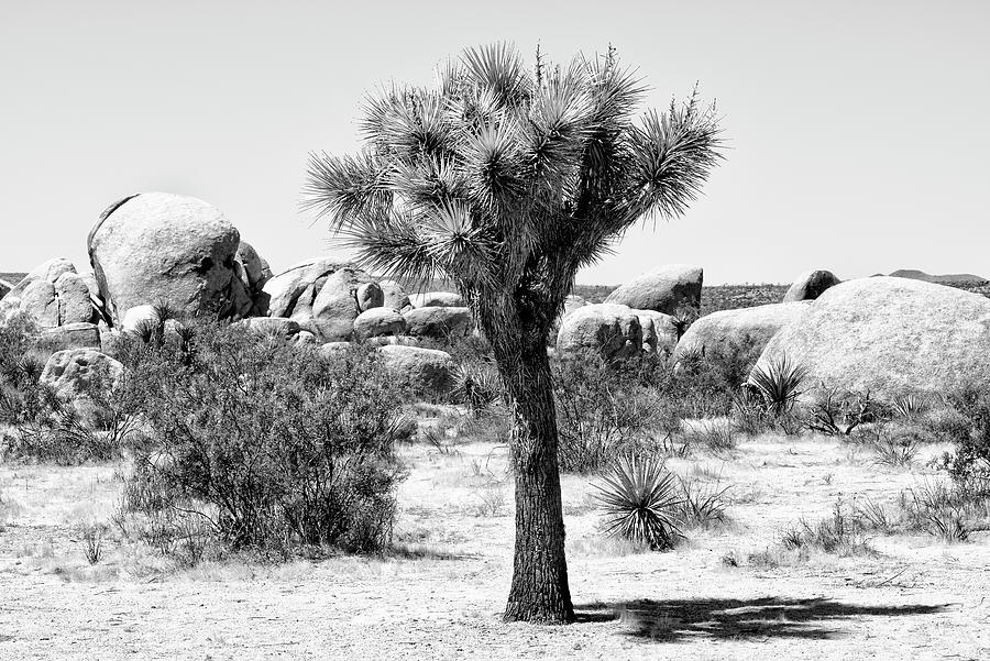 Black California Series - Joshua Tree  #1 Photograph by Philippe HUGONNARD