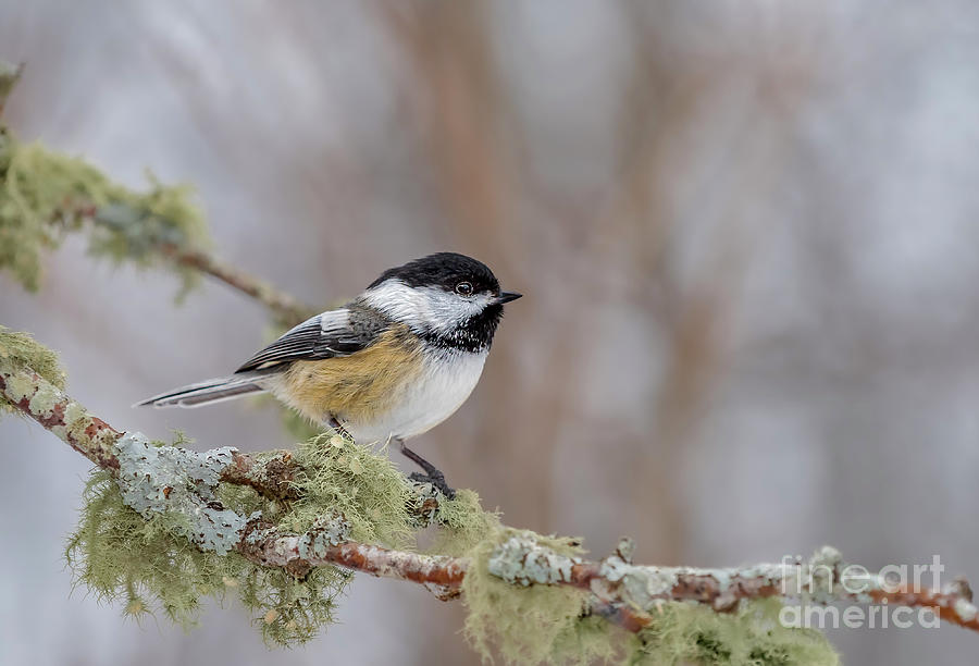 Black-capped Chickadee #1 Photograph by Alan Schroeder