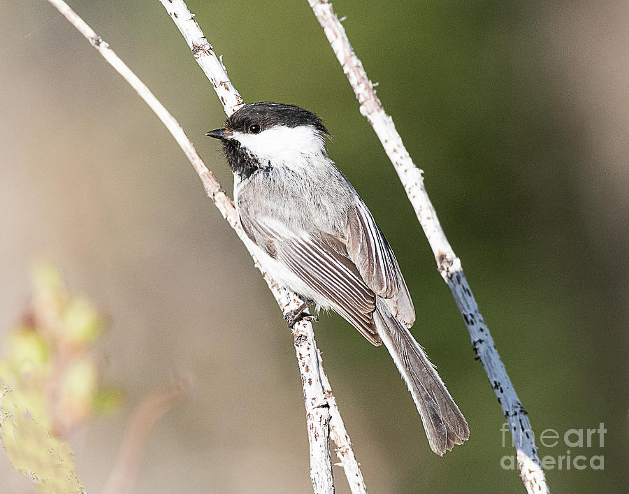Black-capped Chickadee #1 Photograph by Dennis Hammer