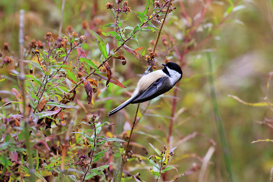 Black-capped Chickadee #1 Photograph by Gary Hall