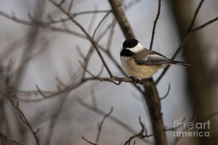 Black Capped Chickadee #1 Photograph by JT Lewis
