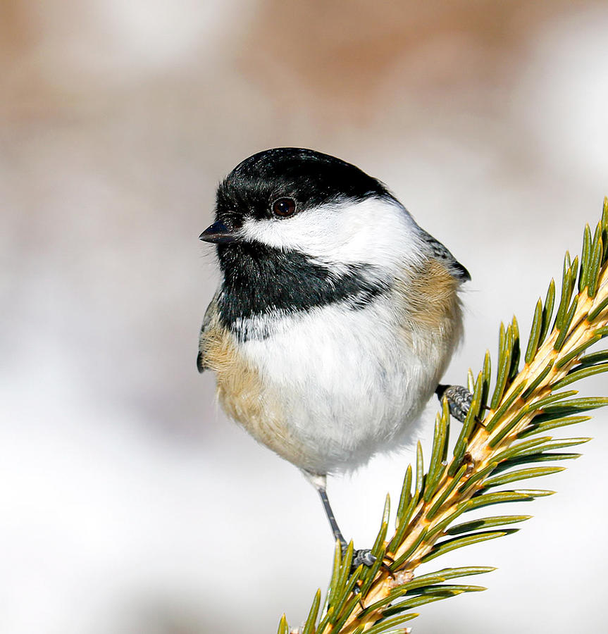 Black-capped Chickadee Photograph by Laura Ganz - Fine Art America