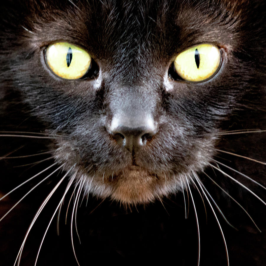 Black Cat Stare Photograph by Times Like These - Pixels