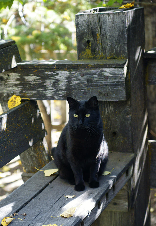 Black Cat on Weathered Wood #1 Photograph by Tracey Vivar