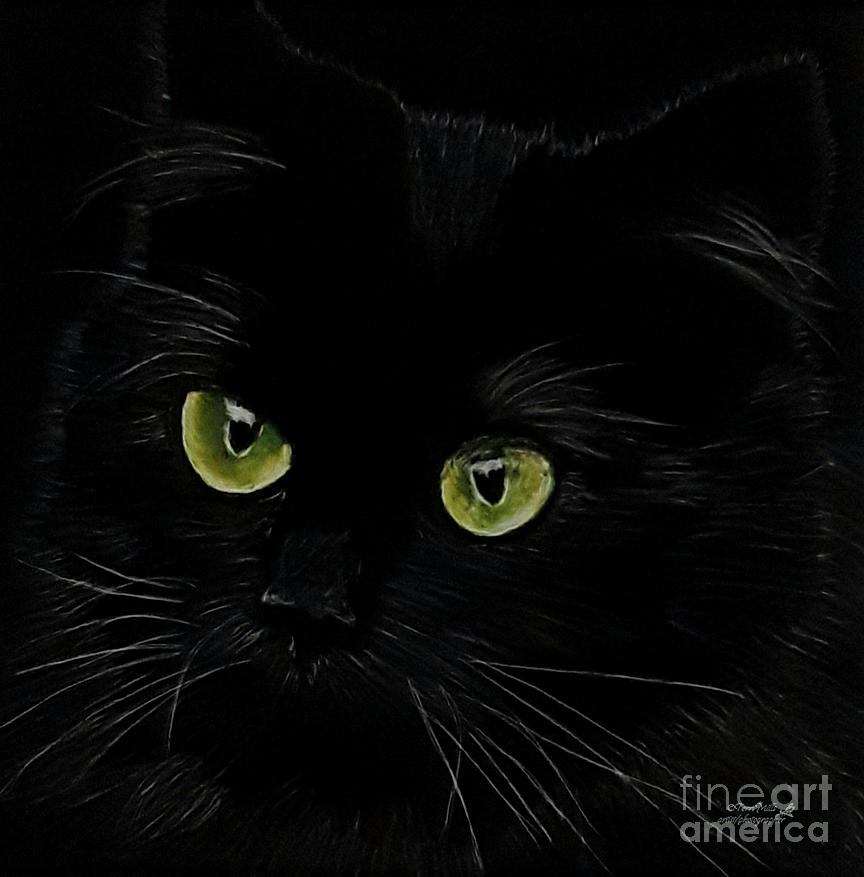 Black Cat #1 Drawing by Terri Mills