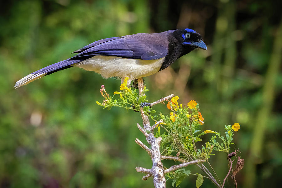 Black Chested Jay Minca Magdalena Colombia #1 Photograph by Adam Rainoff