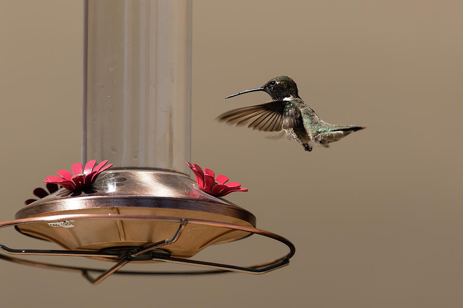 Black Chinned Hummingbird #1 Photograph by Alan Vance Ley