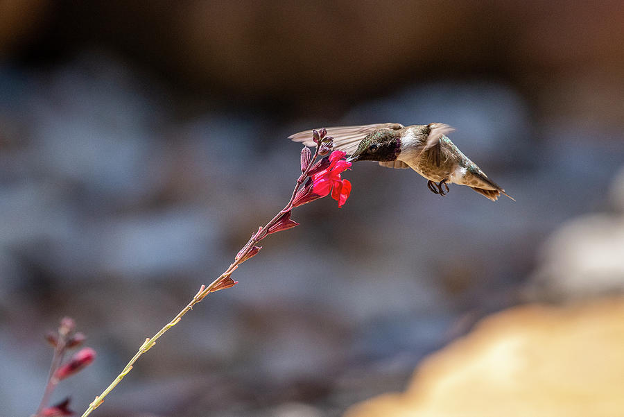 Black-chinned Hummingbird #1 Photograph by Frank Madia