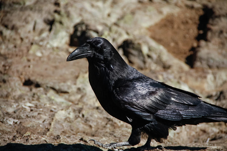 Black crow on Dog Mountain, British Columbia, Canada Photograph by Jade ...