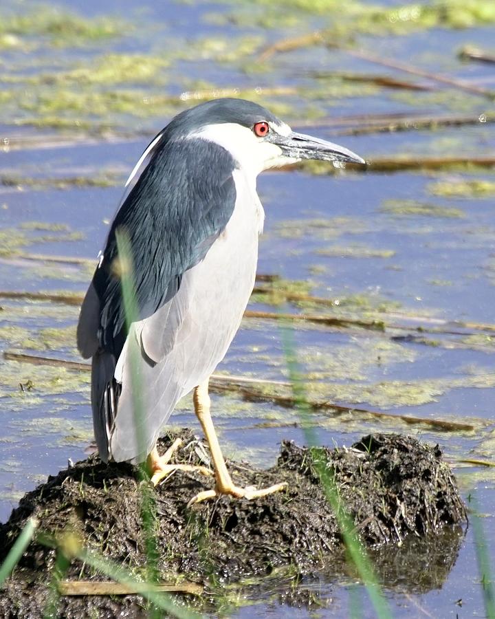 Black-crowned Night Heron #1 Photograph by Dennis Boyd