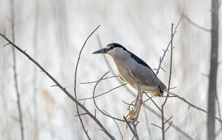 Black Crowned Night Heron Photograph by Rick Mosher