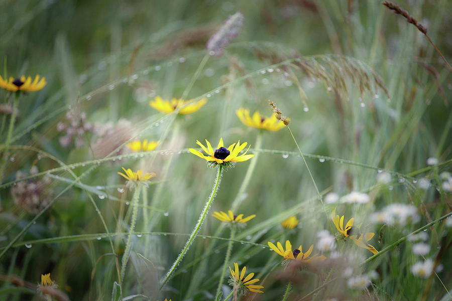 Black Eyed Susan #1 Photograph by Bill Wakeley