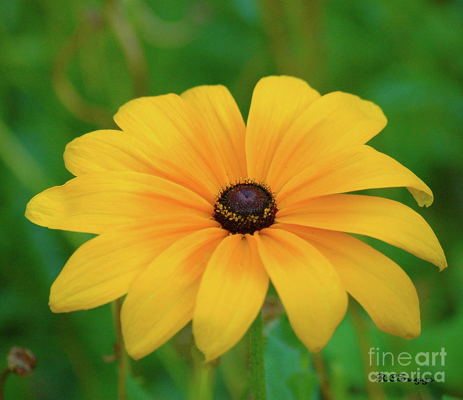 Black-Eyed Susan #1 Photograph by Robert Suggs