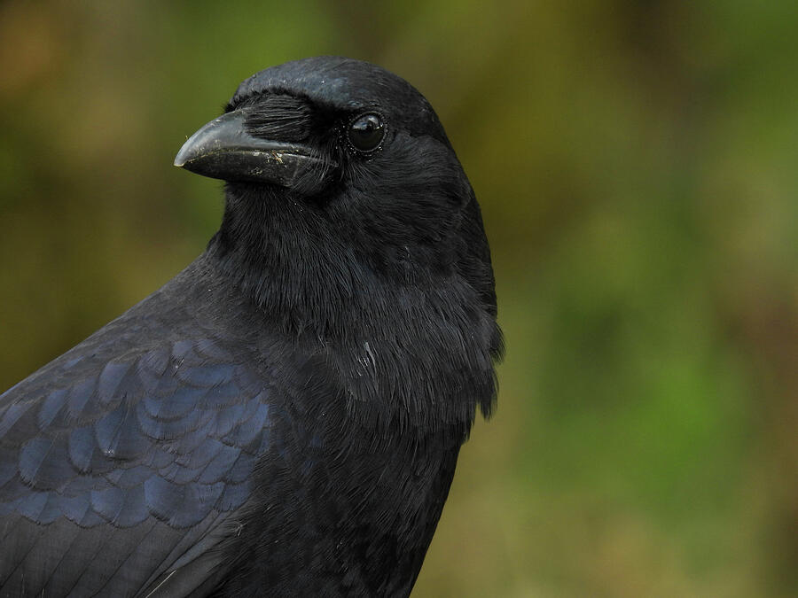 Black fish crow on a post in Cades Cove, Tennessee Photograph by Lisa ...