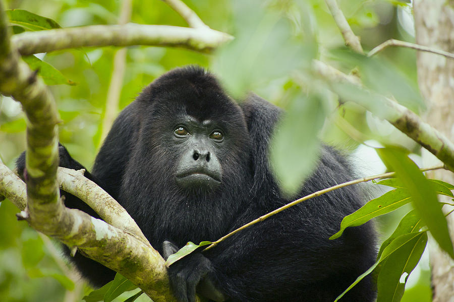 Black Howler Monkey, Belize #1 Photograph by Kevin Schafer