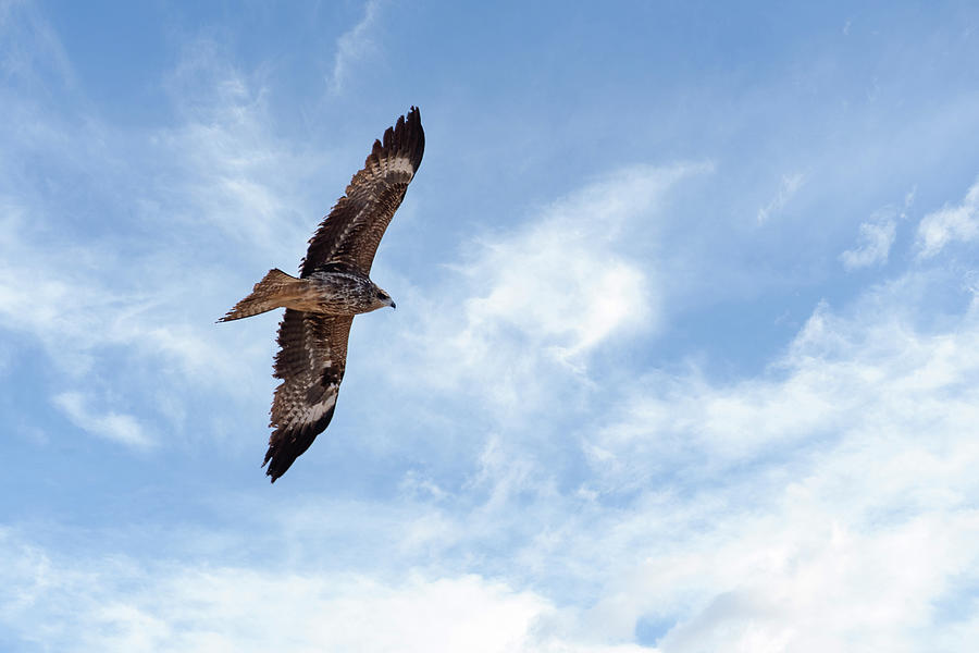 Black Kite - Milvus Migrans Photograph