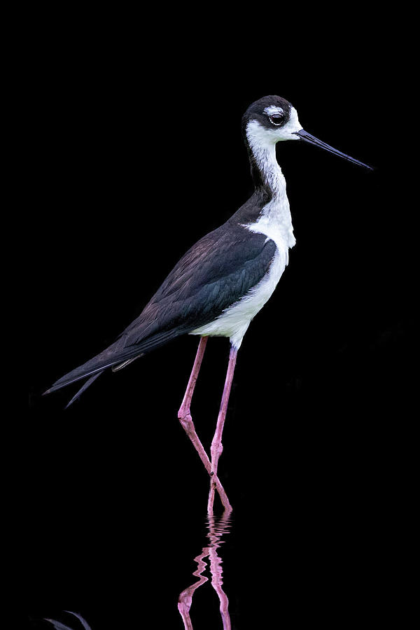 Black-necked Stilt #1 Photograph by Perla Copernik