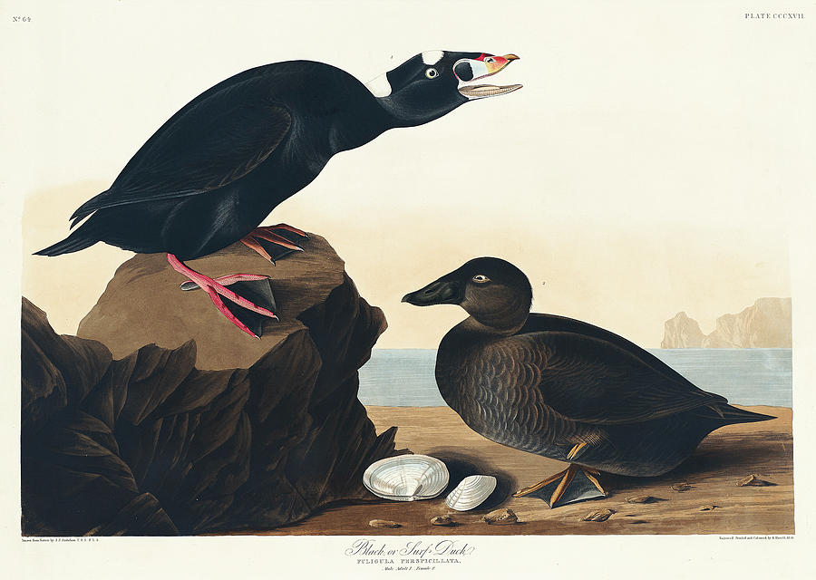 Audubon Birds Drawing - Black or Surf Duck #1 by John James Audubon