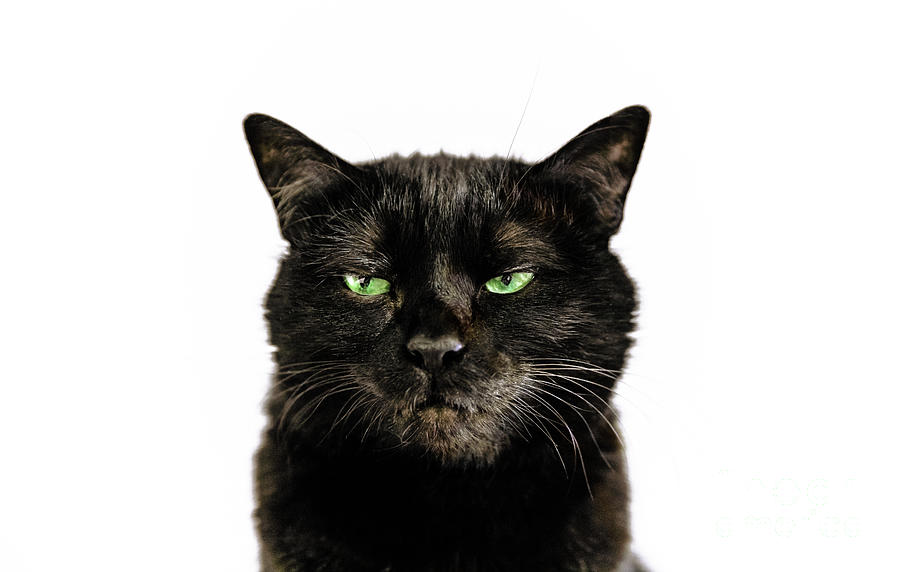 Black panther cat on white background #1 Photograph by Benny Marty