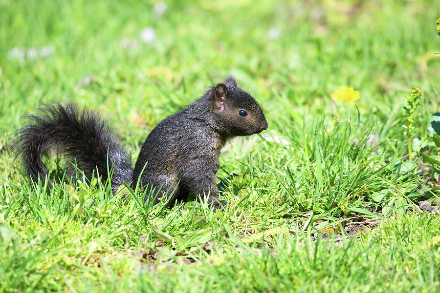 Black Squirrel #1 Photograph by Linda Kerkau