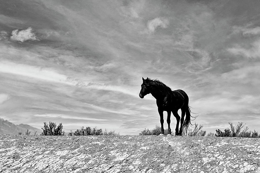 Black Stallion #1 Photograph by Fon Denton
