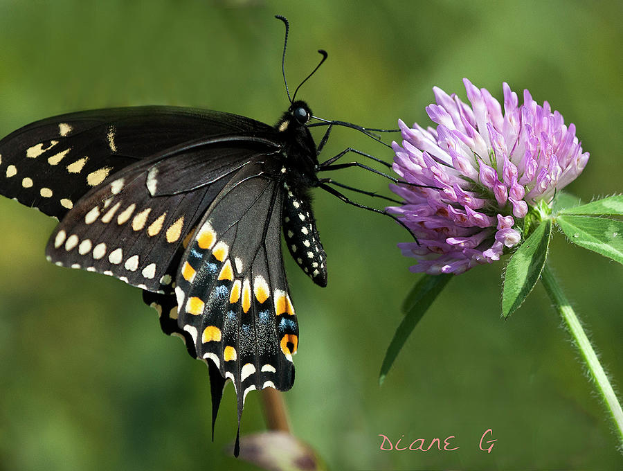  Black Swallowtail #1 Photograph by Diane Giurco