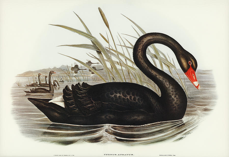John Gould Drawing - Black Swan, Cygnus atratus #1 by John Gould