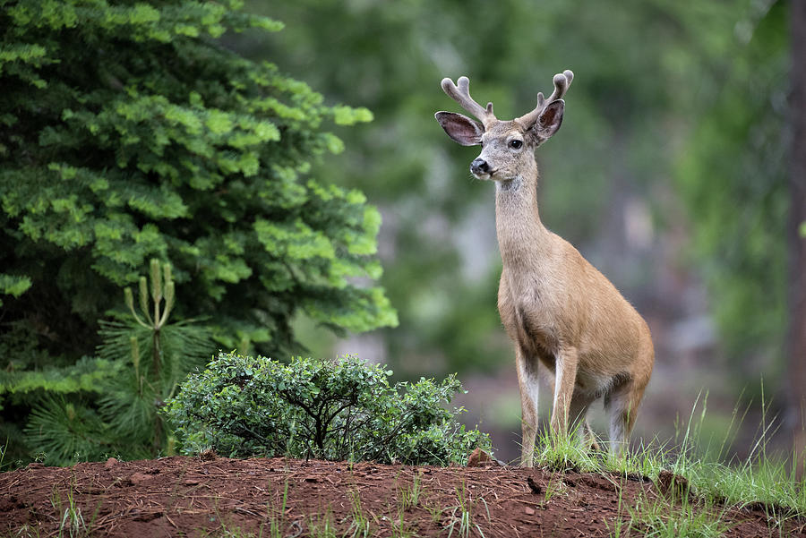 Black Tail Deer #1 Photograph by Mike Fusaro