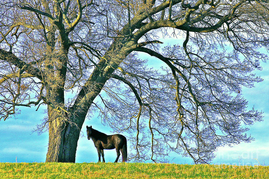 Black Tennesee Stallion Horse on Hilltop #2 Photograph by The James Roney Collection