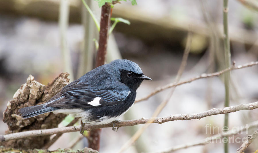 Male Black-throated Blue Warbler Photograph by Jeannette Hunt